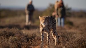 Cheetah tracking on foot at Samara Karoo, Black Bean Productions Cheetah tracking on foot at Samara Karoo, Black Bean Productions